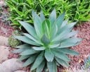 Semienka agáve zaoblené Agave attenuata subsp. attenuata, 10 ks, sukulent s mäkkými zelenými listami bez ostňov, výsadba pre nádoby 4