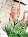 Semienka Aloe reitzii, 10 ks, juhoafrický sukulent s červeno-oranžovými klasmi, výsadba pre zberateľov a sukulentné zbierky 2