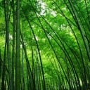 Semienka bambusu Phyllostachys edulis 10 ks Vzrostlý bambus moso so silnými stéblami a jedlými výhonkami Na záhradu aj ako clona 2
