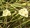 Semienka Dietes bicolor 10 ks africká vytrvalka s krémovo žltými kvetmi a tmavými škvrnami pre výsadbu na záhrade a do nádob 2