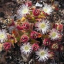 Semienka kosmatca krištáľového Mesembryanthemum crystallinum 200 ks Sukulentné listy s lesklými kryštálikmi a biele kvety Do nádob aj skaliek 1