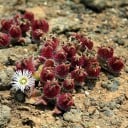 Semienka kosmatca krištáľového Mesembryanthemum crystallinum 200 ks Sukulentné listy s lesklými kryštálikmi a biele kvety Do nádob aj skaliek 2