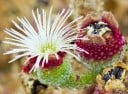 Semienka kosmatca krištáľového Mesembryanthemum crystallinum 200 ks Sukulentné listy s lesklými kryštálikmi a biele kvety Do nádob aj skaliek 3