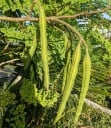 Semienka moringy olejodárnej Moringa oleifera 5 ks Exotický strom s krémovými kvetmi a jemne perovitými listami Pre skleník aj nádobu 1
