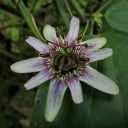 Semienka mučenky Passiflora alnifolia 5 ks Popínavá liána s bielymi kvetmi a žltou korunou Do skleníka aj zimnej záhrady aj kvetináčov 2