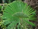 Semienka palmy Trachycarpus latisectus 5 ks Vejárovitá palma so širokými zelenými listami Na záhradu aj do nádoby na terasu a do zimnej záhrady 2