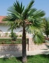 Semienka palmy Trachycarpus latisectus 5 ks Vejárovitá palma so širokými zelenými listami Na záhradu aj do nádoby na terasu a do zimnej záhrady 3