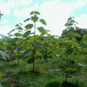 Semienka paulovnie Paulownia elongata 100 ks Rýchlo rastúci okrasný strom s fialovými trubkovitými kvetmi Na záhradu aj ako solitér 2