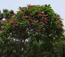 Semienka plumérie Plumeria rubra 5 ks Vonný tropický strom s ružovožltými kvetmi frangipani Do skleníka aj zimnej záhrady aj izby 2