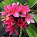 Semienka plumérie Plumeria rubra 5 ks Vonný tropický strom s ružovožltými kvetmi frangipani Do skleníka aj zimnej záhrady aj izby 3