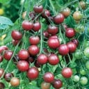 Semienka rajčiny Solanum lycopersicum Chocolate Cherry 5 ks Odroda s drobnými guľatými tmavočervenohnedými plodmi Na záhon aj do skleníka 2