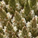 Semienka rastliny Puya raimondii 5 ks Obrovská bromélia s mohutným kvetenstvom a ružicou dlhých listov Na pestovanie aj do skleníka 3