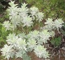 Semienka šalvie Salvia apiana 100 ks Aromatická bylina so striebornobielymi listami Na záhon aj do truhlíka a na skalku a skleníku 1