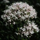 Semienka valeriány Valeriana officinalis 200 ks Liečivá bylina s bielo-ružovými kvetmi a koreňom Na záhon aj do bylinkovej záhrady 1
