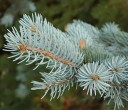 Semillas de abeto azul Picea pungens 50 uds Árbol con agujas azul plateadas Para el jardín y como árbol de Navidad 2