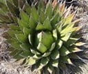 Semillas de Agave ghiesbreghtii, 10 unidades, suculenta compacta con hojas de color verde oscuro y bordes espinosos, plantación para coleccionistas 2