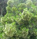Semillas de arbusto Pavetta lanceolata 20 uds Arbusto ornamental con hojas estrechas en forma de lanza y pequeños frutos Para invernadero, jardín de invierno y macetas 2