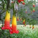 Semillas de brugmansia roja Brugmansia sanguinea 20 unidades, árbol tropical de montaña con flores en forma de embudo para siembra y cultivo en casa 2