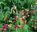 Semillas de campanilla chilena Eccremocarpus scaber Mix 1000 uds planta trepadora perenne para plantaciones masivas y cultivo comercial 2