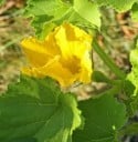 Semillas de Cucurbita maxima Hubbard Blue Giant 5 uds calabaza gigante azul grisácea para cultivar en el jardín y cosecha de otoño 2