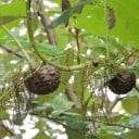 Semillas de Dioscorea bulbifera 5 uds. enredadera tropical con tubérculos aéreos marrones para cultivar en interiores y invernaderos 1