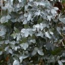 Semillas de Eucalipto Eucalyptus Gamophylla 20 uds Hojas Plateadas Verdeazuladas Árbol Ornamental Eucalipto Para Cultivar en Casa y en el Jardín 1