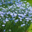 Semillas de lino común Linum usitatissimum 200 uds Flores azules y hojas finas y estrechas Planta tradicional de uso ornamental Para el jardín 3