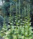 Semillas de lirio gigante Cardiocrinum giganteum 20 uds, rara bulbosa de montaña con tubos blanco-rosados para siembra y cultivo de coleccionistas 1