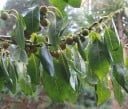 Semillas de tomel caucásico Diospyros lotus 50 uds. árbol frutal de crecimiento lento con frutos naranjas para plantar en huertos y viveros 2
