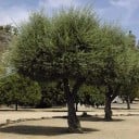 Seminaren des europäischen Olivenbaums Olea europaea 5 Stück Mediterraner Baum mit essbaren Früchten, Oliven und grau-grünen Blättern Für Blumentöpfe 2