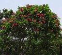 Semini di plumérie Plumeria rubra 5 pz Albero tropicale profumato con fiori rosa e gialli frangipani Per serra, giardino d'inverno e stanze 2