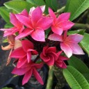 Semini di plumérie Plumeria rubra 5 pz Albero tropicale profumato con fiori rosa e gialli frangipani Per serra, giardino d'inverno e stanze 3