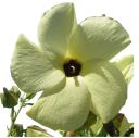 Semínka Abelmoschus manihot Hibiscus manihot, 20 ks, ibišek manihotový, žluté květy, okrasná i užitková rostlina na zahradu a do nádob 1
