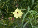 Semínka Abelmoschus manihot Hibiscus manihot, 20 ks, ibišek manihotový, žluté květy, okrasná i užitková rostlina na zahradu a do nádob 2