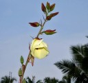Semínka Abelmoschus manihot Hibiscus manihot, 20 ks, ibišek manihotový, žluté květy, okrasná i užitková rostlina na zahradu a do nádob 3