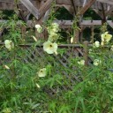 Semínka Abelmoschus manihot Hibiscus manihot, 20 ks, ibišek manihotový, žluté květy, okrasná i užitková rostlina na zahradu a do nádob 4