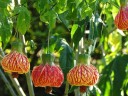 Semínka Abutilon pictum 100 ks, mračňák se zvonkovitými květy a žilkovanou kresbou, žluto-oranžová barva, výsadba do truhlíků a zahrad 2