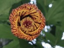 Semínka Abutilon pictum, balení 50 ks, mračňák s lampionovými květy, žluto-oranžová barva s červenou kresbou, nádobové i zahradní pěstování 2