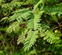 Semínka Acacia caesia, 10 ks, popínavá akácie s kulovitými fialovými květy, zelené složené listy, sběratelské pěstování ve skleníku 2