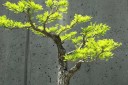 Semínka Acacia catechu, 10 ks, exotická akácie s jemně zpeřeným světle zeleným olistěním, výsadba do nádob, skleníku a sběratelské zahrady 2