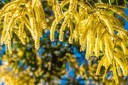 Semínka Acacia catechu, 10 ks, exotická akácie s jemně zpeřeným světle zeleným olistěním, výsadba do nádob, skleníku a sběratelské zahrady 3