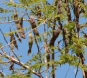 Semínka Acacia catechu, 10 ks, exotická akácie s jemně zpeřeným světle zeleným olistěním, výsadba do nádob, skleníku a sběratelské zahrady 4