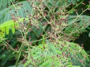 Semínka Acacia concinna, 10 ks, popínavá akácie s krémovými a vínovými kulovitými květy, zelené složené listy, sběratelské pěstování 3