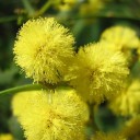 Semínka Acacia decurrens, velké balení 500 ks, mimóza se žlutou kvetoucí korunou, výsadba pro školky, sběratele a větší pěstitelské projekty 2