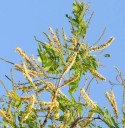 Semínka Acacia ferruginea, 10 ks, exotická akácie s krémovými klasy a zelenými zpeřenými listy, výsadba pro skleník a sběratele dřevin 1
