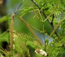 Semínka Acacia ferruginea, 10 ks, exotická akácie s krémovými klasy a zelenými zpeřenými listy, výsadba pro skleník a sběratele dřevin 2