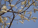 Semínka Acacia ferruginea, 10 ks, exotická akácie s krémovými klasy a zelenými zpeřenými listy, výsadba pro skleník a sběratele dřevin 3