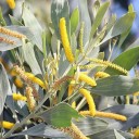 Semínka Acacia holosericea, 50 ks, akácie se stříbřitě šedozelenými listy a žlutými klasy, výsadba pro nádoby, skleník a sběratelské zahrady 1