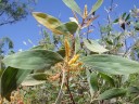 Semínka Acacia holosericea, 50 ks, akácie se stříbřitě šedozelenými listy a žlutými klasy, výsadba pro nádoby, skleník a sběratelské zahrady 2