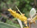 Semínka Acacia holosericea, 50 ks, akácie se stříbřitě šedozelenými listy a žlutými klasy, výsadba pro nádoby, skleník a sběratelské zahrady 3